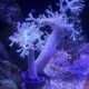 arbol de kenia coral blando