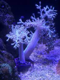 arbol de kenia coral blando
